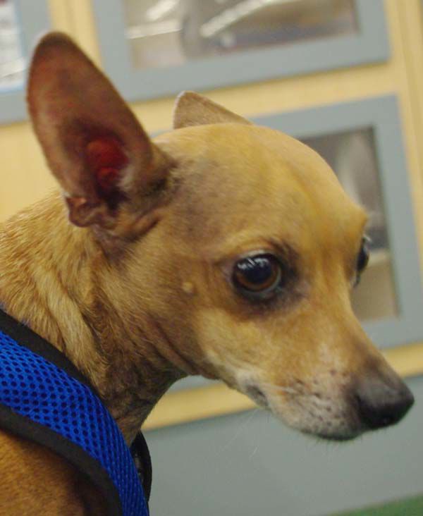 Pets of the Week: Kado